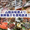 【送料無料】山陰直送「朝とれおまかせ3000円鮮魚・魚介セット」