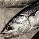 ≪本日大特価≫マルソウダカツオã€ç”Ÿã€‘1尾×約600-700gç¨‹åº¦ã€€ã€æµœå‚産】鰹