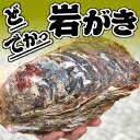 ドでか!ボンベ牡蠣(天然岩牡蠣)【生】超ビッグ 2個【鳥取産】(かき、カキ、イワ
