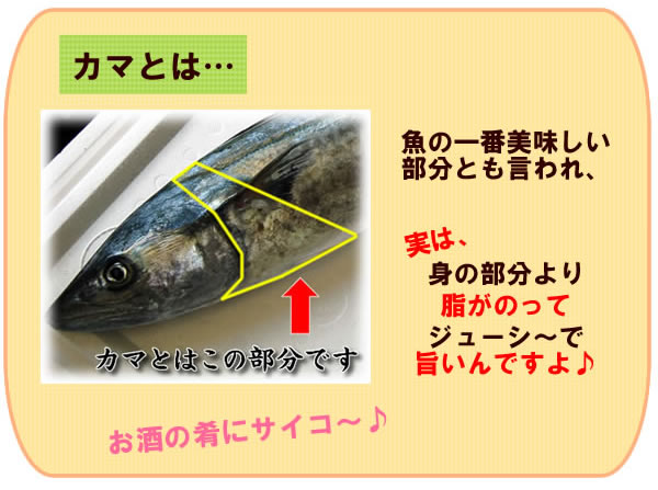 送料無料セール 寒ザワラのカマ 冷凍 約1ｋｇ 浜坂産 一年で最も脂がのった時期のサワラのカマです さわら 鰆