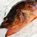 カサゴ【調理済・冷凍】 1尾 約40~42cm前後 【浜坂産】かさご・がしら・ガシラ