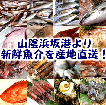 【送料無料】山陰直送「朝とれおまかせ鮮魚・魚介5000円（税別）詰合せセット」（詰め合わせ）