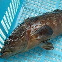 ≪本日大特価≫幻の高級魚 天然 活・クエ【活生】1尾 約1.6kg前後 【浜坂産】 ※活かしてますので、発送直前に〆てお届け致します。 (九絵、くえ、アラ、あら)