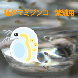 【メール便発送可】タマミジンコ 培養用 種ミジンコ <strong>生体</strong>100匹程度 <strong>金魚</strong>・めだか・熱帯魚等の生餌 エサ 【クロレラ水 200mlに入れて発送】