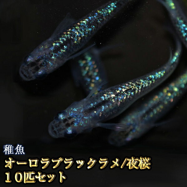 【限定大特価】オーロラブラックラメめだか 虹色ラメ 未選別 稚魚 SS～Sサイズ 10匹セット / メダカ / <strong>夜桜</strong>