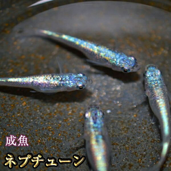 ネプチューンめだか / <strong>ネプチューンメダカ</strong>