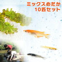 【送料無料】ミックスメダカ10匹セット めだか 水草 餌 付...