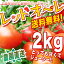 完熟トマト　まるでフルーツ♪ 【送料無料】【農家直売】 ミネラルたっぷりの濃赤フルーツ・ミディー・レッドオーレ！♪2kg　ミニトマト