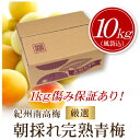 【2017年販売】【送料無料】梅干し作り、梅ジュース作りに最適 紀州南高梅 厳選朝取れ完熟青梅 2L・3L・4L以上 サイズ統一(梅干し・ジュース用)10kg+1kg傷保証(北海道・沖縄・一部離島+500円)黄色梅
