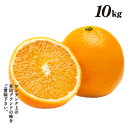 清見オレンジ 10kg 旬 果汁 清見オレンジ 有田 農家直送 種なし ジューシー 産地直送