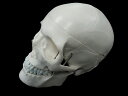 人体模型 頭蓋骨 実物大　精密模型頭蓋骨模型, 頭蓋標準モデル, スカル,人体模型,ヒューマンスカル