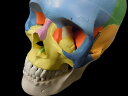 頭蓋骨 色分け模型頭蓋骨模型,スカル,人体模型,人体骨格模型,骨,ヒューマンスカル
