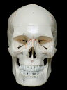 【送料無料】 人体模型　骨格 頭蓋骨 詳細解説モデル