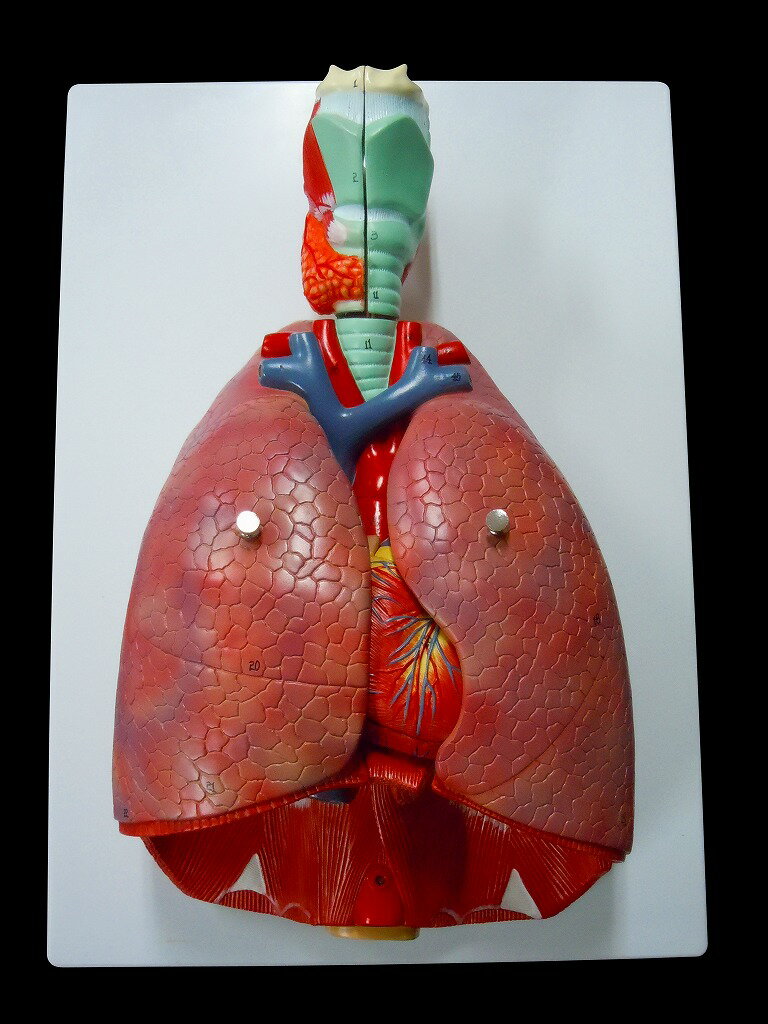  人体模型　胸部　肺　心臓、気管 人体模型　胸部　肺　心臓、気管