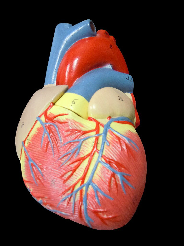  心臓模型　実物大　弁　右心房　左心房　右心室　左心室　人体模型心臓模型　実物大弁　右心房　左心房　右心室　左心室