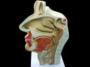 実物大　鼻・口・咽頭・喉頭部の正中断面模型人体模型　鼻　口　顔断面模型