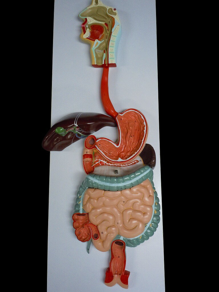  人体模型　消化器全体　実物大模型人体模型　消化器　内臓　胃　腸　肛門　人体模型　内臓模型　心臓、肺、臓器、肝臓、腸、大腸、小腸、十二指腸