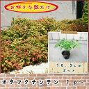 オタフクナンテン(お多福南天)10.5cmp 1p〜♪/苗