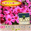 芝桜(シバザクラ・しばざくら) スカーレットフレーム 1p〜♪/苗