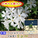 芝桜(シバザクラ・しばざくら)白花 リトルドット1pからどうぞ♪/苗