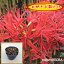 リコリス(ヒガンバナ)・ラジアータ(赤色)1pから♪/苗 250円