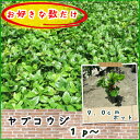 ヤブコウジ 1pから♪/苗