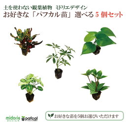 【公式】ミドリエ 土に代わる土壌 <strong>パフカル</strong>苗 【選べる5個セット】 観葉植物 おしゃれ