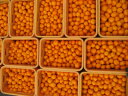 みかん 小玉 5kg 送料無料 【創業120年農家直送の最高...