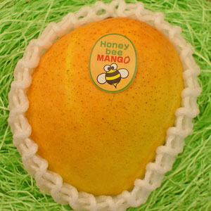 ԡޥ󥴡12Ⱦ奪ȥꥢΡŤƥȥԥʥԡޥ󥴡