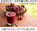 今しか飲めない!ぶどう好きにはたまんない!ピオーネだけで作るピオーネスムージー5本セット/1本200gカップ入り豊富なアントシアニンで目ぢからアップ!2セット以上購入で送料無料!