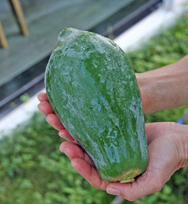 イルドゥリ・ベジタブル【青パパイヤ・1玉（約400g）】野菜のパパイヤはダイエットにも！沖縄の強い日差しで育った「青パパイヤ」。サイズは不揃いです。青パパイヤはサラダにすると旨いです！