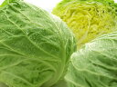 (送料無料)徳用!西日本 岡山県産蒜山高原キャベツ約8個入り