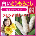 とうもろこし・スイートコーン・7月5日から出荷・生でも食べれる50ケース限定・出荷中の品切れご容赦を・無農薬国産トウモロコシ・送料無料・農業女子の年3万本の注文のピュアホワイト(白いとうもろこし)20本