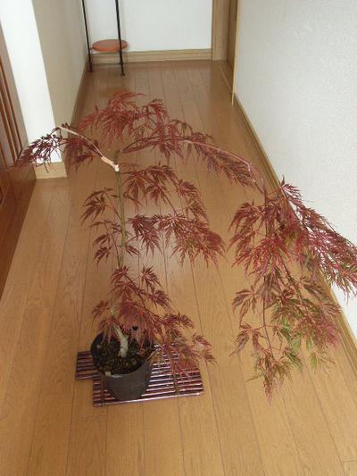 お中元に　稲葉しだれもみじ　【もみじ】 【盆栽】【紅葉】...:minibonsai:10001430