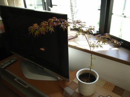 お中元に　　　【もみじ】 【盆栽】【紅葉】...:minibonsai:10002280