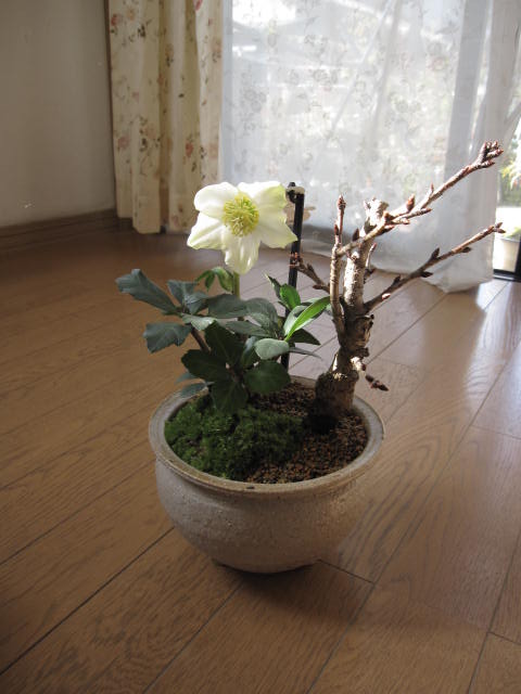 2011年の冬の贈り物【幸せの白い花】 【幸せギフト】盆栽:桜と　クリスマスローズの寄せ植え貴方の笑顔が見たくて贈る　寄せ植えギフトクリスマスプレゼントに　白い　クリスマスローズ