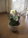 2011年の冬の贈り物【幸せの白い花】 【幸せギフト】盆栽:桜と　クリスマスローズの寄せ植え