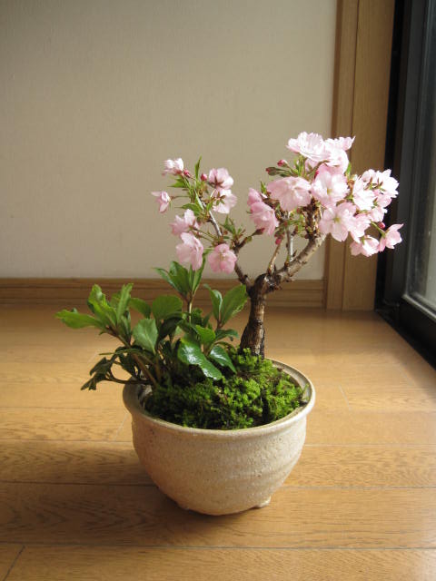 【幸せの白い花】 2011年【幸せギフト】盆栽:桜と　クリスマスローズの寄せ植え貴方の笑顔が見たくて贈る　寄せ植えギフト　白い　クリスマスローズ