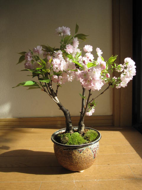 2012年春　開花予定楊貴妃桜盆栽ツイン桜盆栽信楽鉢入り 桜盆栽海外でも　BONSAI ボンサイと言います。　開花時期　四月初旬〜中頃