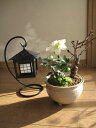 プレゼントに【幸せの白い花】 【幸せギフト】盆栽:桜と　クリスマスローズの寄せ植えとランタン送料無料