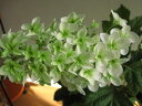 2013年母の日に山アジサイ 【紫陽花の鉢植】八重柏葉アジサイ
