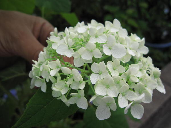 アナベル　アジサイ 【紫陽花】中苗2012年開花見込苗アナベルの開花は通常のアジサイより 少し遅く六月中旬より　開花します。梅雨時期に咲く花として有名な花木です。