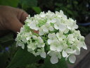 アナベル　アジサイ 【紫陽花】中苗2012年開花見込苗