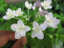 紫陽花墨田の花火 【あじさい】　中苗