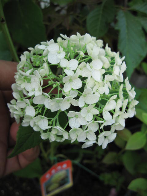 アナベル　アジサイ紫陽花鉢植 【ギフト】2012年開花