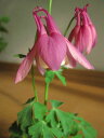 桃色瑠璃オダマキ【山野草】 【信楽鉢入り】