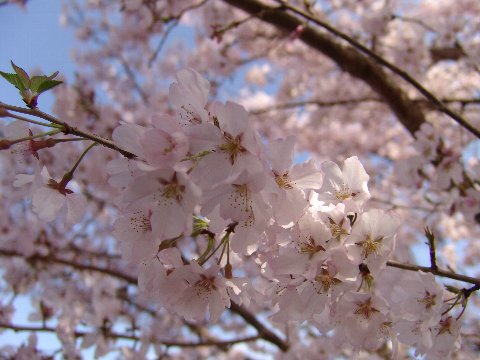 桜苗【江戸彼岸桜 】【桜】　　桜苗 高さ　約1.5m