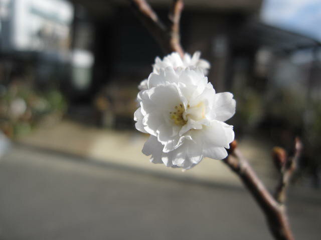 桜苗大坂冬桜桜苗桜開花は冬と春の二期咲です。