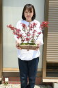 紅葉並木盆栽 おすすめ季節を感じる2022年父の日贈り物に 盆栽 もみじ 出猩々もみじ 信楽鉢入り