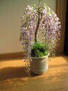 2012年4月中頃開花　高貴な藤盆栽： 野田藤盆栽綺麗な薄紫の藤　開花は四月半ば　信楽鉢入りの藤盆栽です。